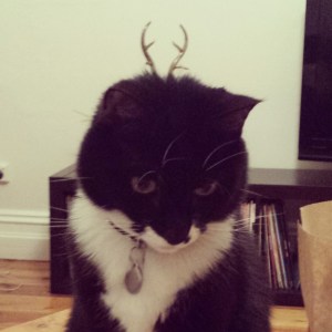 I admit that medication might have made this picture seem more amusing than it is. But at the same time... CAT ANTLERS.