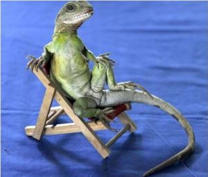 lizard-on-a-chair